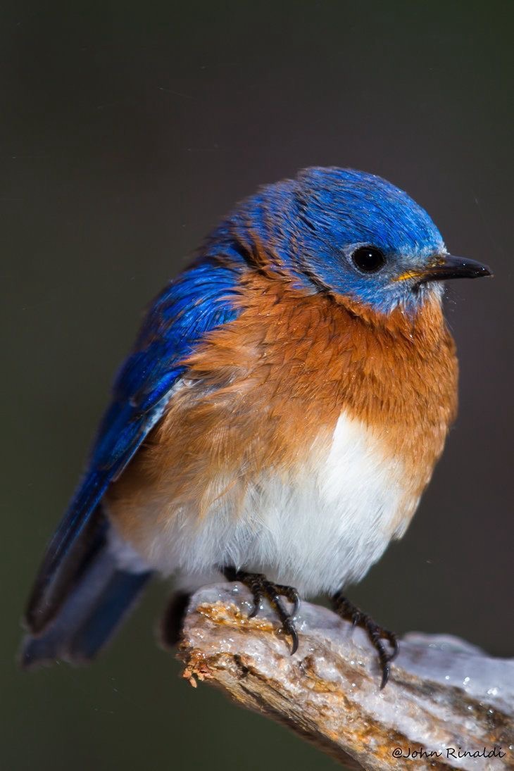 Eastern Bluebird resting on an icy branch
